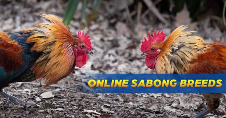 15 Best Sabong Breeds: A Guide to Finding Your Winning Rooster