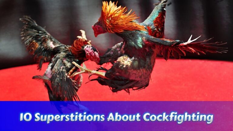 10 Superstitions About Cockfighting