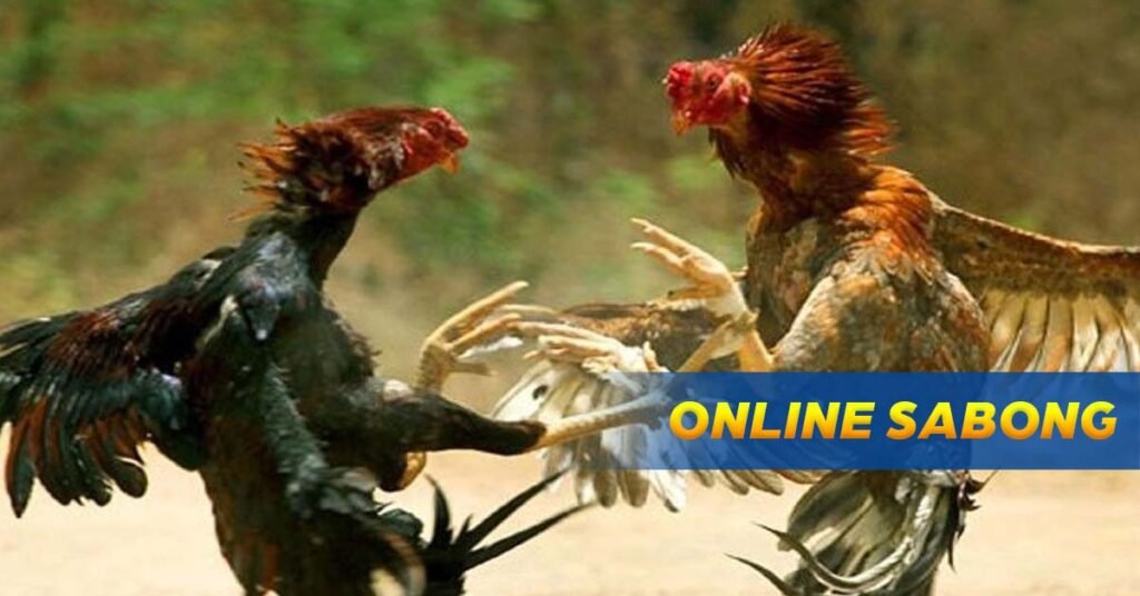 Live Cockfighting: Play Online Sabong at SSBet77